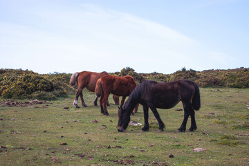 Obraz premium Caballos salvajes