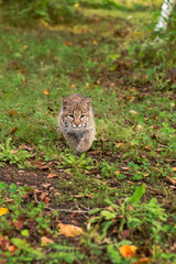 Bobcat (Lynx rufus) Steps Forward Left Paw Up Autumn