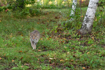 Bobcat (Lynx rufus) Trots Forward Through Clearing Autumn