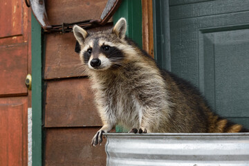 Raccoon (Procyon lotor) Stands at Edge of Garbage Can Outside House © hkuchera