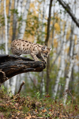 Cougar Kitten (Puma concolor) Looks Over End to Log Autumn