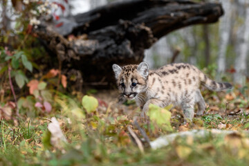 Fototapeta premium Cougar Kitten (Puma concolor) Steps Across Ground Autumn