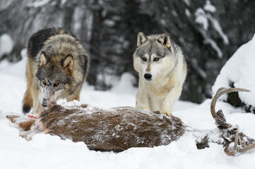 Wolves (Canis lupus) Look Up Over Body of White-Tail Deer Winter
