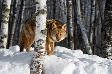 Coyote (Canis latrans) Peers Out From Behind Birch Tree Winter