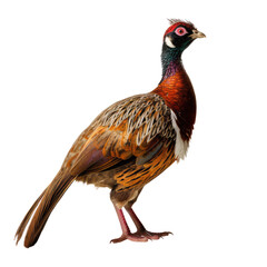 pheasant animal on a transparant background, PNG