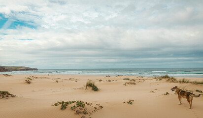 Dune landscape on Bordeira beach in the Natural Park of Southwest Alentejo and Vicentine coast
Europe Portugal Nature Travel Rota Vicentina Coastal Hiking Trail