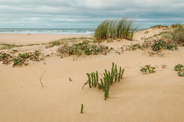 Dune landscape on Bordeira beach in the Natural Park of Southwest Alentejo and Vicentine coast
Europe Portugal Nature Travel Rota Vicentina Coastal Hiking Trail