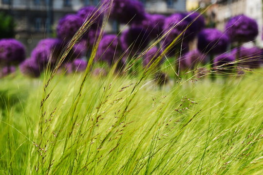 lush green Mexican Feather Grass closeup. waving in the wind. Nassella tenuissima. selective focus. spring season. gardening concept. beauty in nature. blurred purple onion flowers in the background.