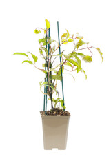 Clematis in a pot