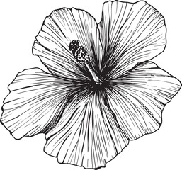 Hibiscus flower vector illustration, or Mallow Chenese Rose. Clipart in graphics, tropical Karkade flower . Exotic plant for packaging design, postcards, tattoos, isolated picture without background