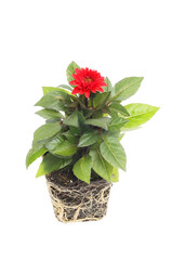 Dahlia plant isolated