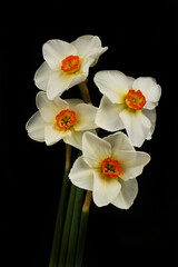 Fototapeta na wymiar Narcissus poeticus group