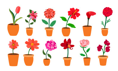 Colorful realistic flat flowers in vase set. Red and pink colors. Perfect for illustrations and nature education.