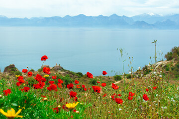 Amazing landscape with flowers and red maquis  on the hills closeup with mountain background.Turkey,Antalya.