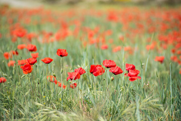 large poppy fields in spring
