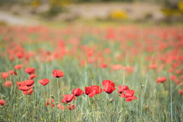 large poppy fields in spring