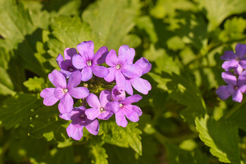 Verbena flower - Florida native nectar source for pollinators, wildflower garden concept