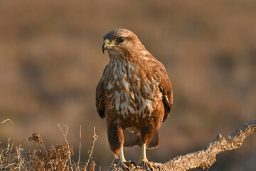 Mäusebussard