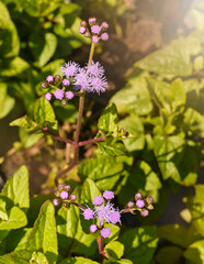 Blue Mistflower, native southeast America perennial attractive for pollinators, natural landscaping concept
