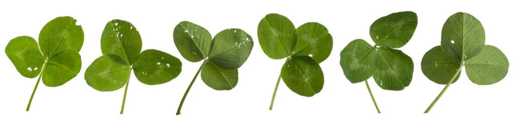 Clover leaves collection isolated on transparent background. PNG file.