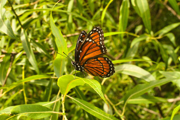 Fototapeta na wymiar Orange butterfly sitting on a host plant leaf, natural environment in Florida