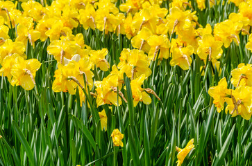 Obraz premium Yellow daffodil flowers in the field.
