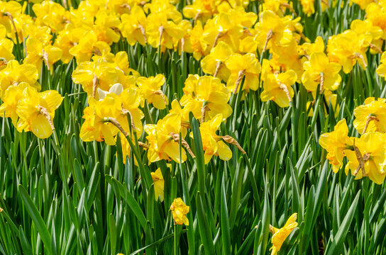 Yellow daffodil flowers in the field.