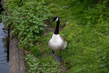Goose on the grass