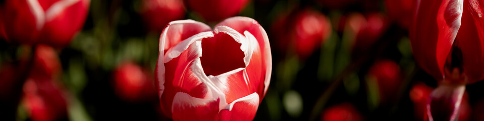 Banner 4x1 for website, social networks. Close-up of red tulip, petals with white edge. Flat lay