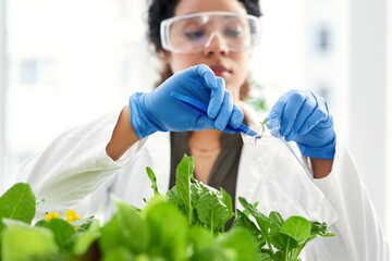 Working on a natural cure. a scientist getting samples from a plant for her experiment.