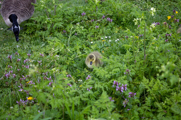 baby gosling duck among the grass