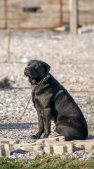 Retrato de un perro labrador color negro