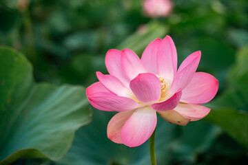 Fototapeta premium A pink lotus flower sways in the wind, Nelumbo nucifera. Against the background of their green leaves. Lotus field on the lake in natural environment.