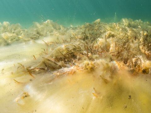Fontinalis antipyretica aquatic moss growing underwater