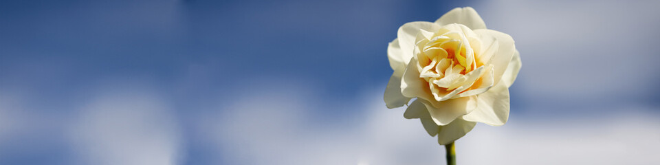 Banner 4x1 for website, social networks. Flower of rare white daffodil close-up
