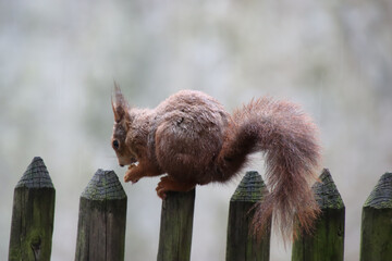 Eichhörnchen - auf einem Zaun sitzend