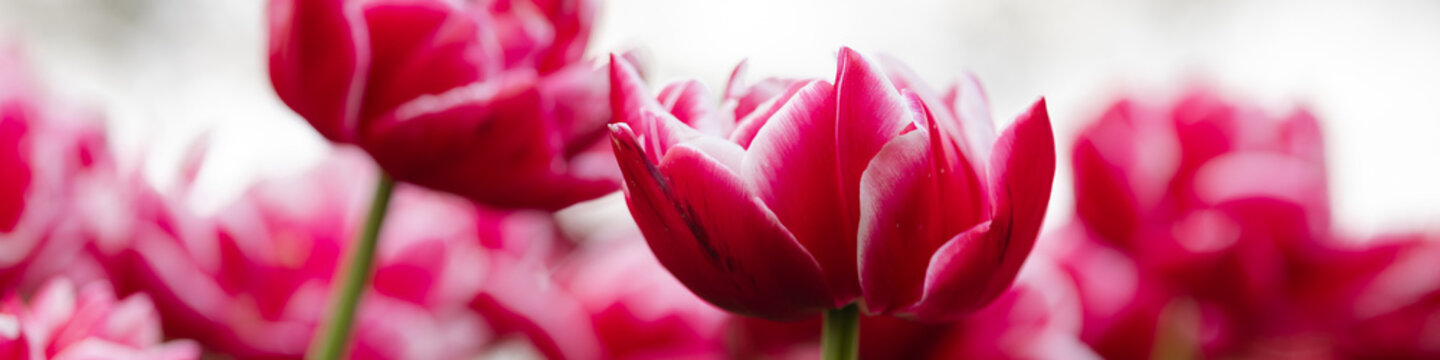 Banner 4x1 for website, social networks. Blooming bright red tulips, close-up, selective focus image