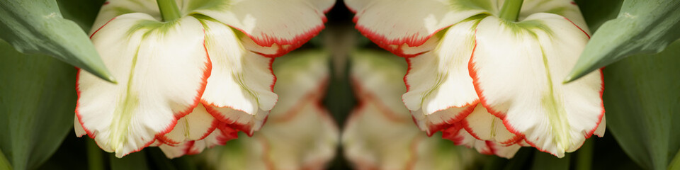 Banner 4x1 for website, social networks. Mirror image of an unusual white rose tulip