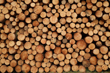 skład drewna w lesie wycinka