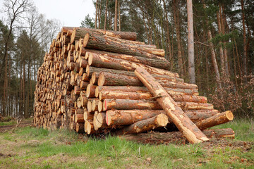 skład drewna w lesie wycinka © MR. Stanek