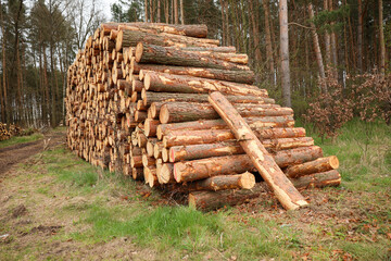 skład drewna w lesie wycinka © MR. Stanek