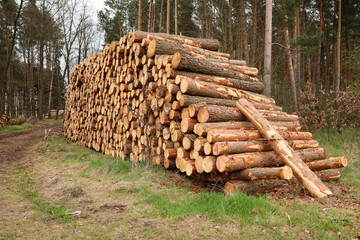 skład drewna w lesie wycinka © MR. Stanek