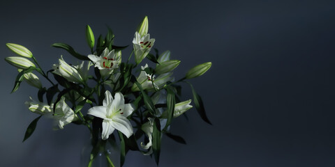 Madonna Lily. White Easter Lily flowers. Lilies blooming. Lilium Candidum in a summer. Garden...