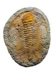 Fósil de trilobites en piedra, aislado sobre blanco. Fósiles del Jurásico. Concepto de arqueología y paleontología.