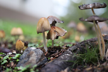 Mushrooms growing in moist soil. Nature. Small mushrooms in a forest. Close up. Blurred background....