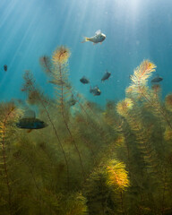 Perch swimming among water-milfoil aquatic plants with natural sunlight - obrazy, fototapety, plakaty