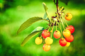 Cherry tree in the sunny garden. Unripe and yellowish cherries on a branch before harvest in early summer. Photo with a shallow depth of field.