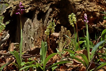 Blasses Knabenkraut (Orchis pallens) und Stattliches Knabenkraut (Orchis mascula) nebeneinander