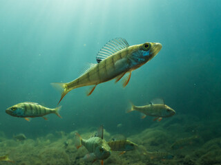 Small perch clear-watered lake