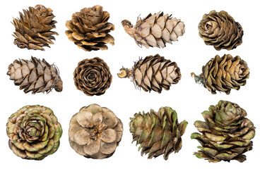 Fototapeta na wymiar A collection of small pine cones for Christmas tree decoration isolated against a transparent background. A collection of large pine cone.